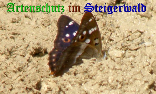 Copyright AiS- Albert Meier Bild zum Eintrag (38498-160)