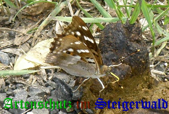 Copyright AiS- Albert Meier Bild zum Eintrag (38499-160)