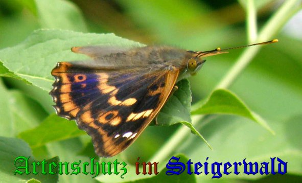 Copyright AiS- Albert Meier Bild zum Eintrag (38500-160)