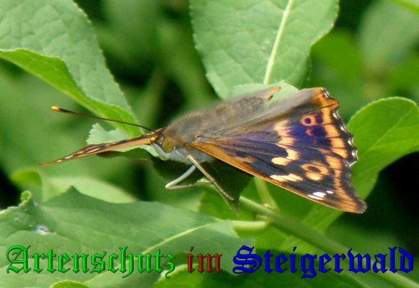 Copyright AiS- Albert Meier Bild zum Eintrag (38502-160)