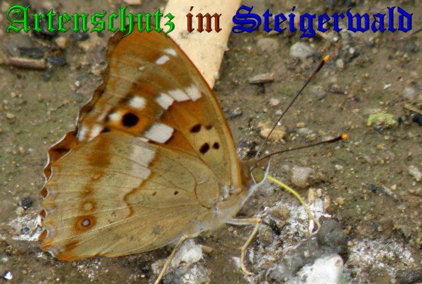 Copyright AiS- Albert Meier Bild zum Eintrag (38503-160)