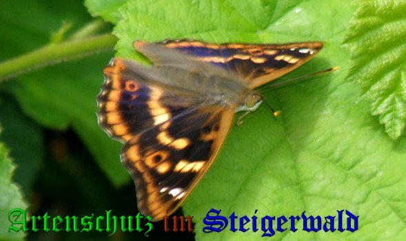 Copyright AiS- Albert Meier Bild zum Eintrag (38504-160)
