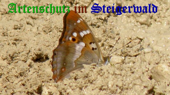 Copyright AiS- Albert Meier Bild zum Eintrag (38505-160)