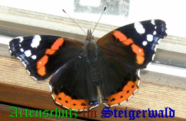 Copyright AiS- Albert Meier Bild zum Eintrag (38507-160)