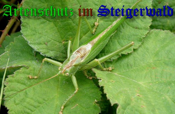 Copyright AiS- Albert Meier Bild zum Eintrag (38768-160)
