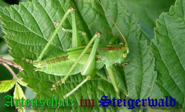 Copyright AiS- Albert Meier Bild zum Eintrag (38769-160)