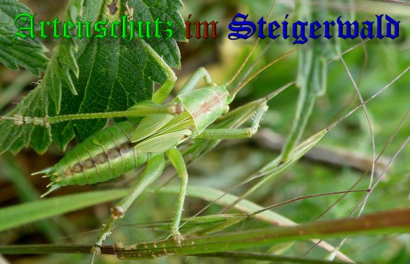 Copyright AiS- Albert Meier Bild zum Eintrag (38771-160)
