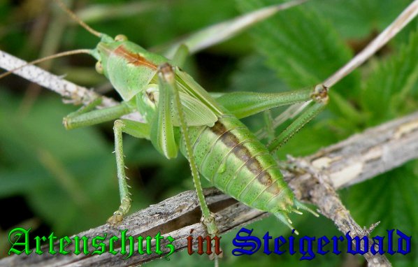 Copyright AiS- Albert Meier Bild zum Eintrag (38772-160)