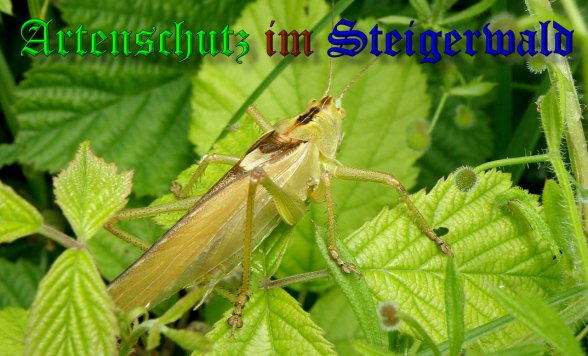 Copyright AiS- Albert Meier Bild zum Eintrag (38773-160)