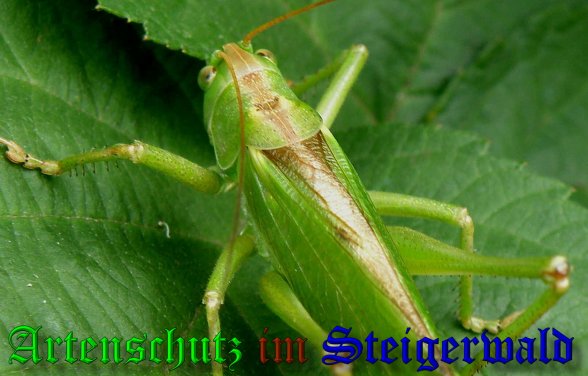 Copyright AiS- Albert Meier Bild zum Eintrag (38774-160)