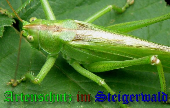 Copyright AiS- Albert Meier Bild zum Eintrag (38776-160)