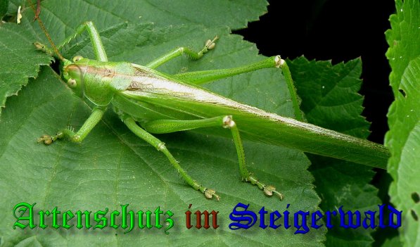 Copyright AiS- Albert Meier Bild zum Eintrag (38777-160)