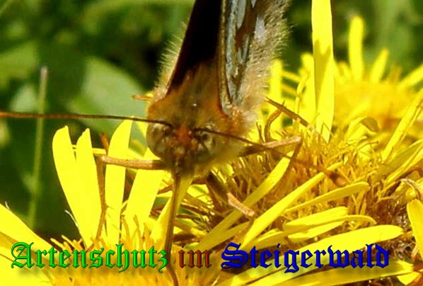 Copyright AiS- Albert Meier Bild zum Eintrag (38785-160)