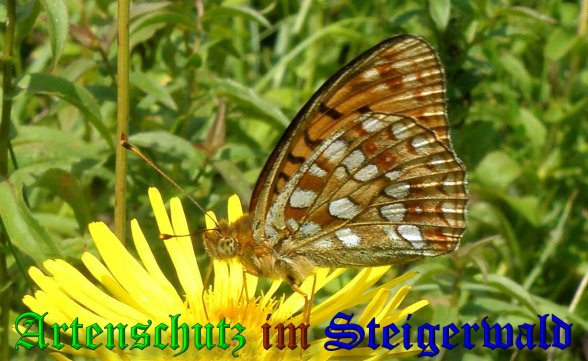 Bild zum Eintrag (38786-160)