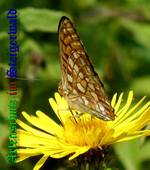 Copyright AiS- Albert Meier Bild zum Eintrag (38787-160)