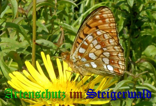 Copyright AiS- Albert Meier Bild zum Eintrag (38788-160)