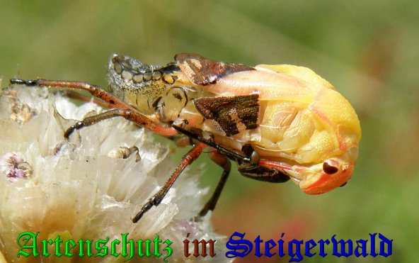 Copyright AiS- Albert Meier Bild zum Eintrag (38969-160)