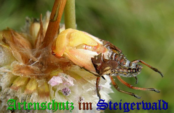 Copyright AiS- Albert Meier Bild zum Eintrag (38970-160)