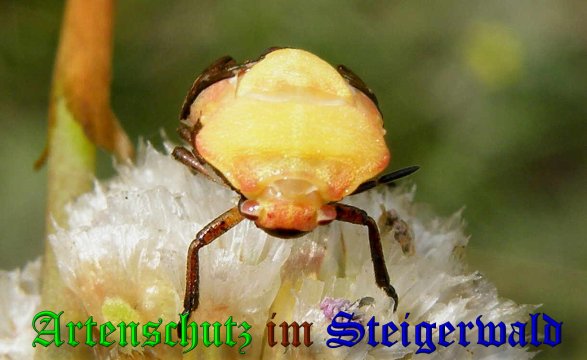 Copyright AiS- Albert Meier Bild zum Eintrag (38973-160)