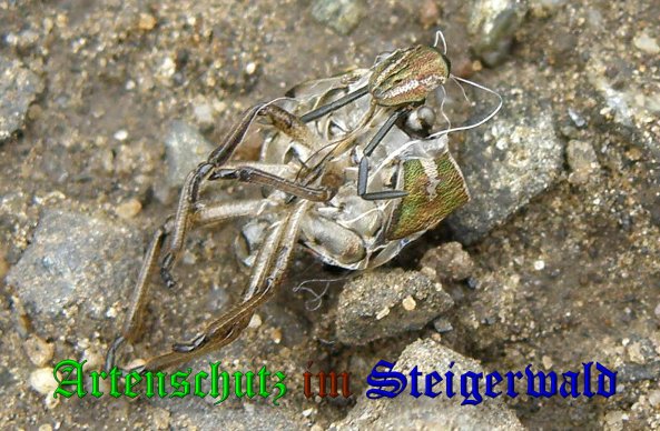 Copyright AiS- Albert Meier Bild zum Eintrag (38975-160)