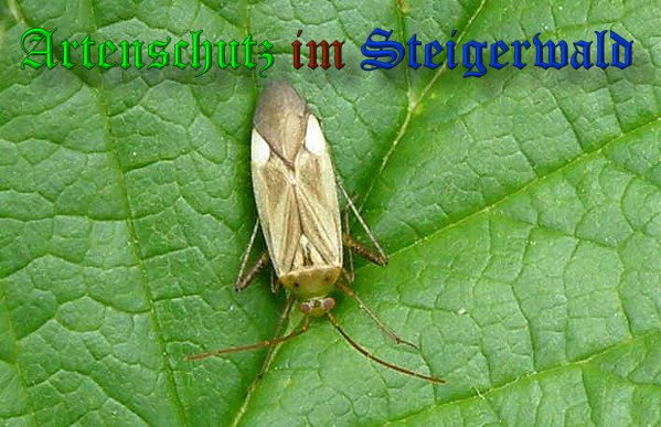 Copyright AiS- Albert Meier Bild zum Eintrag (38999-160)