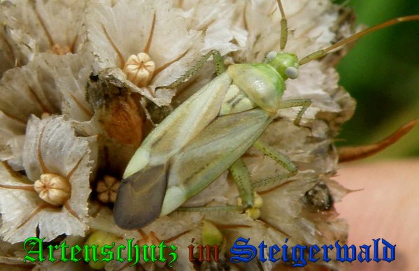 Copyright AiS- Albert Meier Bild zum Eintrag (39000-160)