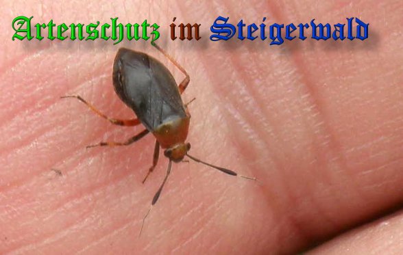 Copyright AiS- Albert Meier Bild zum Eintrag (39002-160)