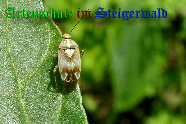 Copyright AiS- Albert Meier Bild zum Eintrag (39006-160)
