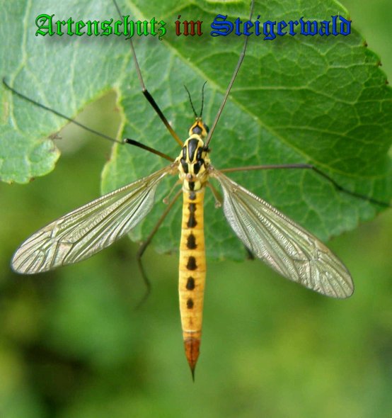 Copyright AiS- Albert Meier Bild zum Eintrag (39017-160)