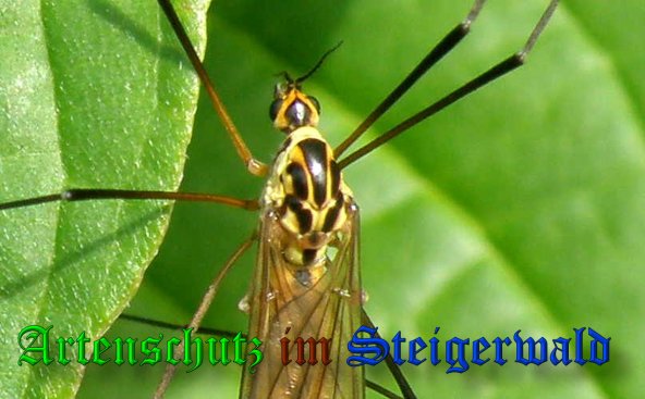 Copyright AiS- Albert Meier Bild zum Eintrag (39018-160)