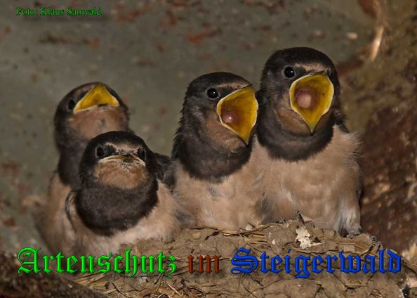 Copyright AiS-Klaus Sanwald Bild zum Eintrag (39030-160)