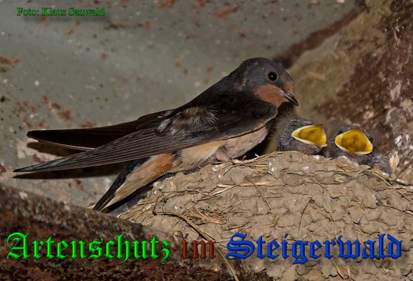 Copyright AiS-Klaus Sanwald Bild zum Eintrag (39031-160)