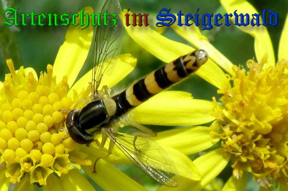 Copyright AiS- Albert Meier Bild zum Eintrag (39047-160)