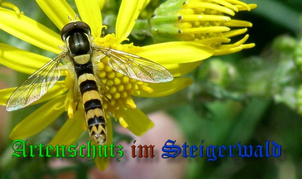 Copyright AiS- Albert Meier Bild zum Eintrag (39048-160)
