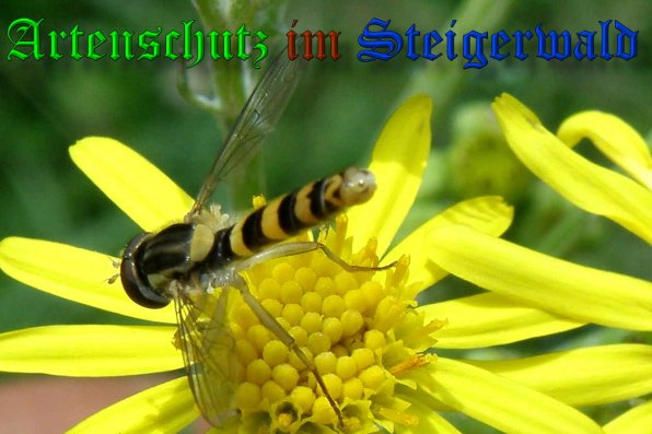 Copyright AiS- Albert Meier Bild zum Eintrag (39049-160)