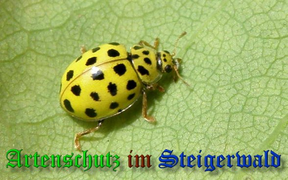 Copyright AiS- Albert Meier Bild zum Eintrag (39080-160)