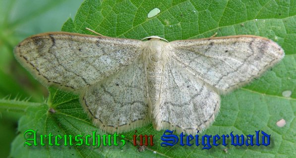 Copyright AiS- Albert Meier Bild zum Eintrag (39087-160)