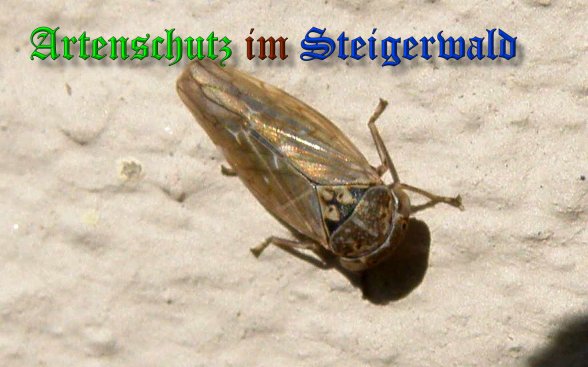 Copyright AiS- Albert Meier Bild zum Eintrag (39090-160)
