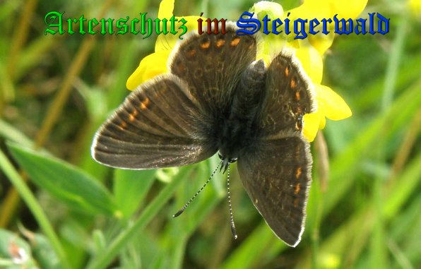 Copyright AiS- Albert Meier Bild zum Eintrag (39155-160)