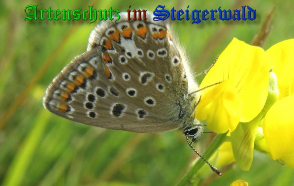 Copyright AiS- Albert Meier Bild zum Eintrag (39156-160)