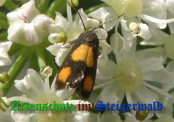 Copyright AiS- Albert Meier Bild zum Eintrag (39169-160)