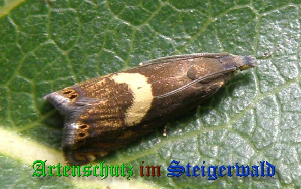 Copyright AiS- Albert Meier Bild zum Eintrag (39172-160)