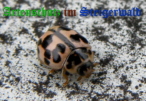 Copyright AiS- Albert Meier Bild zum Eintrag (39220-160)