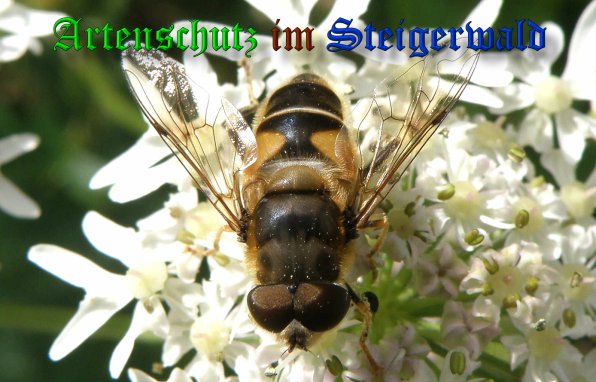Copyright AiS- Albert Meier Bild zum Eintrag (39236-160)
