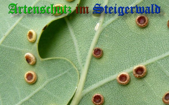 Copyright AiS- Albert Meier Bild zum Eintrag (39240-160)