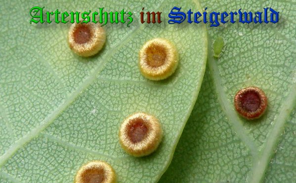 Copyright AiS- Bild zum Eintrag (39241-160)