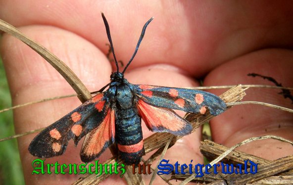 Copyright AiS- Albert Meier Bild zum Eintrag (39259-160)