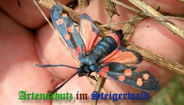 Copyright AiS- Albert Meier Bild zum Eintrag (39260-160)