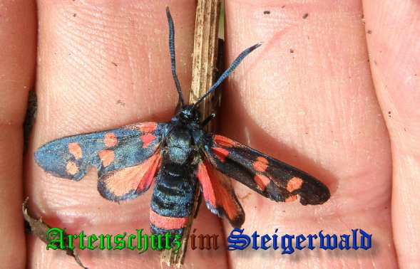 Copyright AiS- Albert Meier Bild zum Eintrag (39261-160)