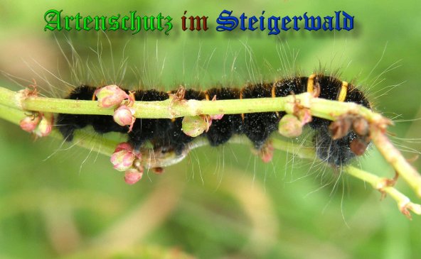 Copyright AiS- Albert Meier Bild zum Eintrag (39262-160)